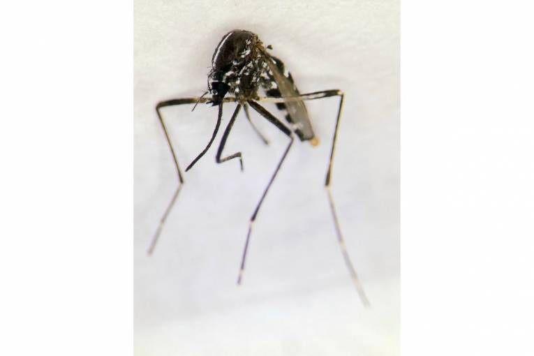 Komár Aedes albopictus. Foto: BMC SAV, v. v. i.