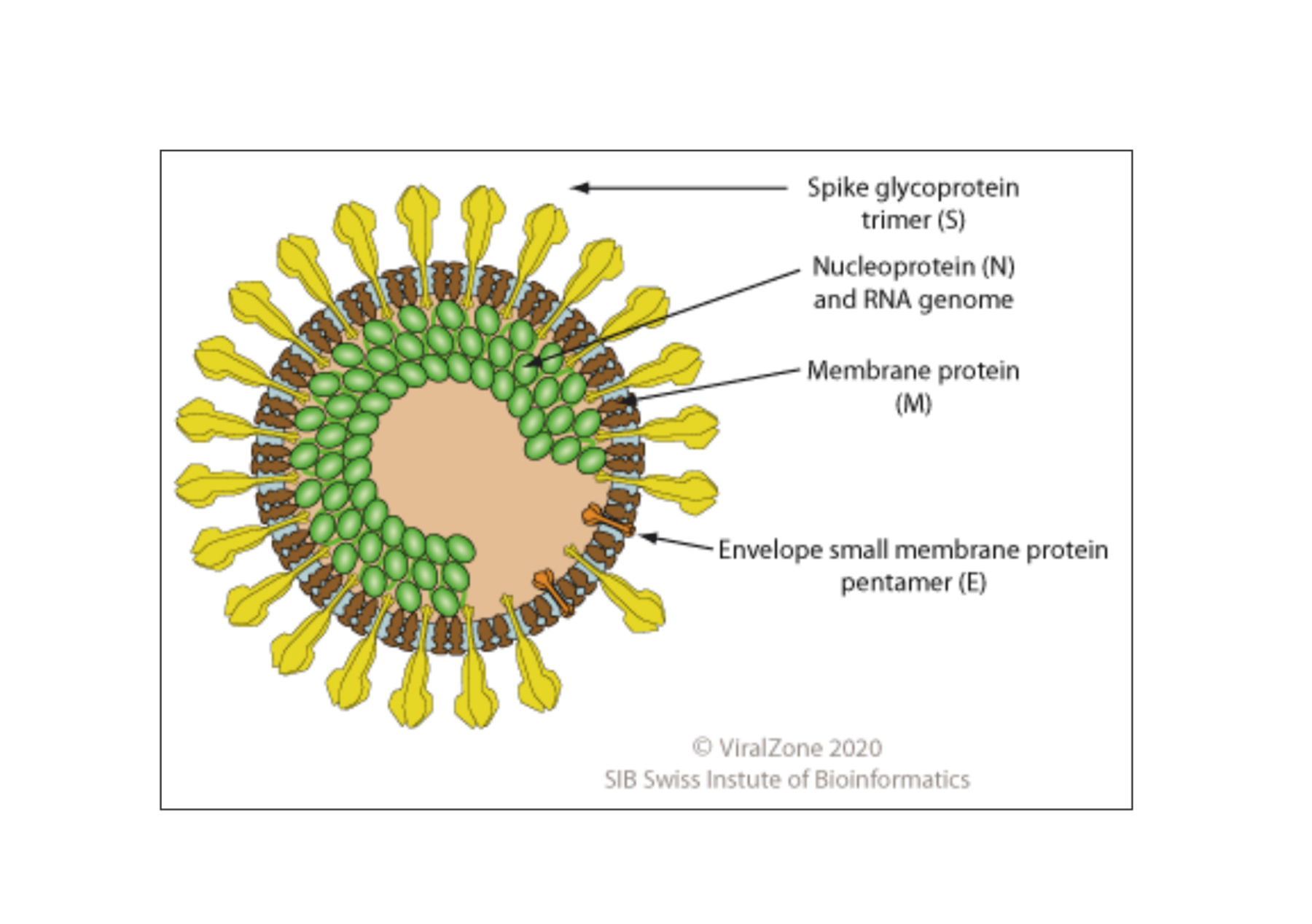 Мало коронавирус. Коронавирус схема строения. Коронавирус строение вируса. Строение вируса коронавируса Covid 19. Строение вируса SARS-cov-2.